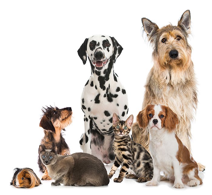 DierenArts Ter Aar<br>0172 - 60 50 50