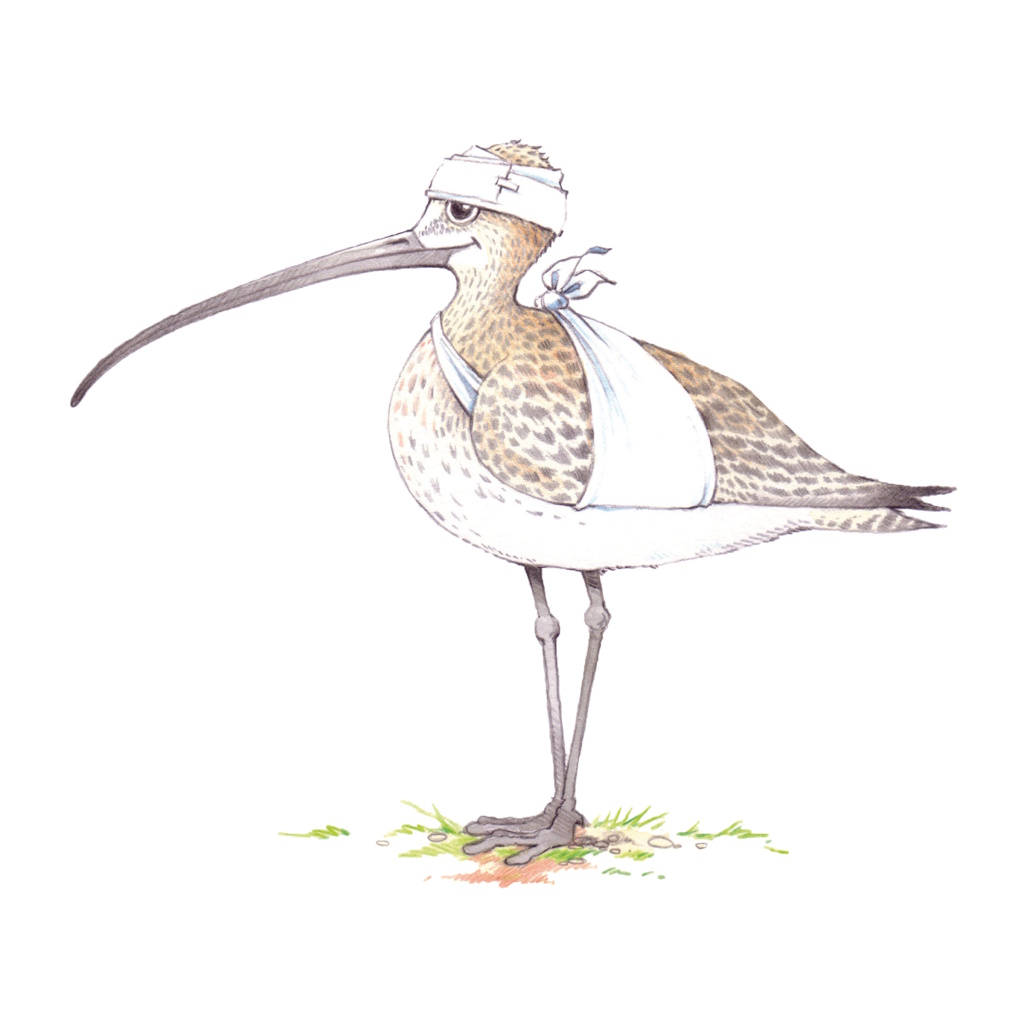 Vogelopvang De Wulp